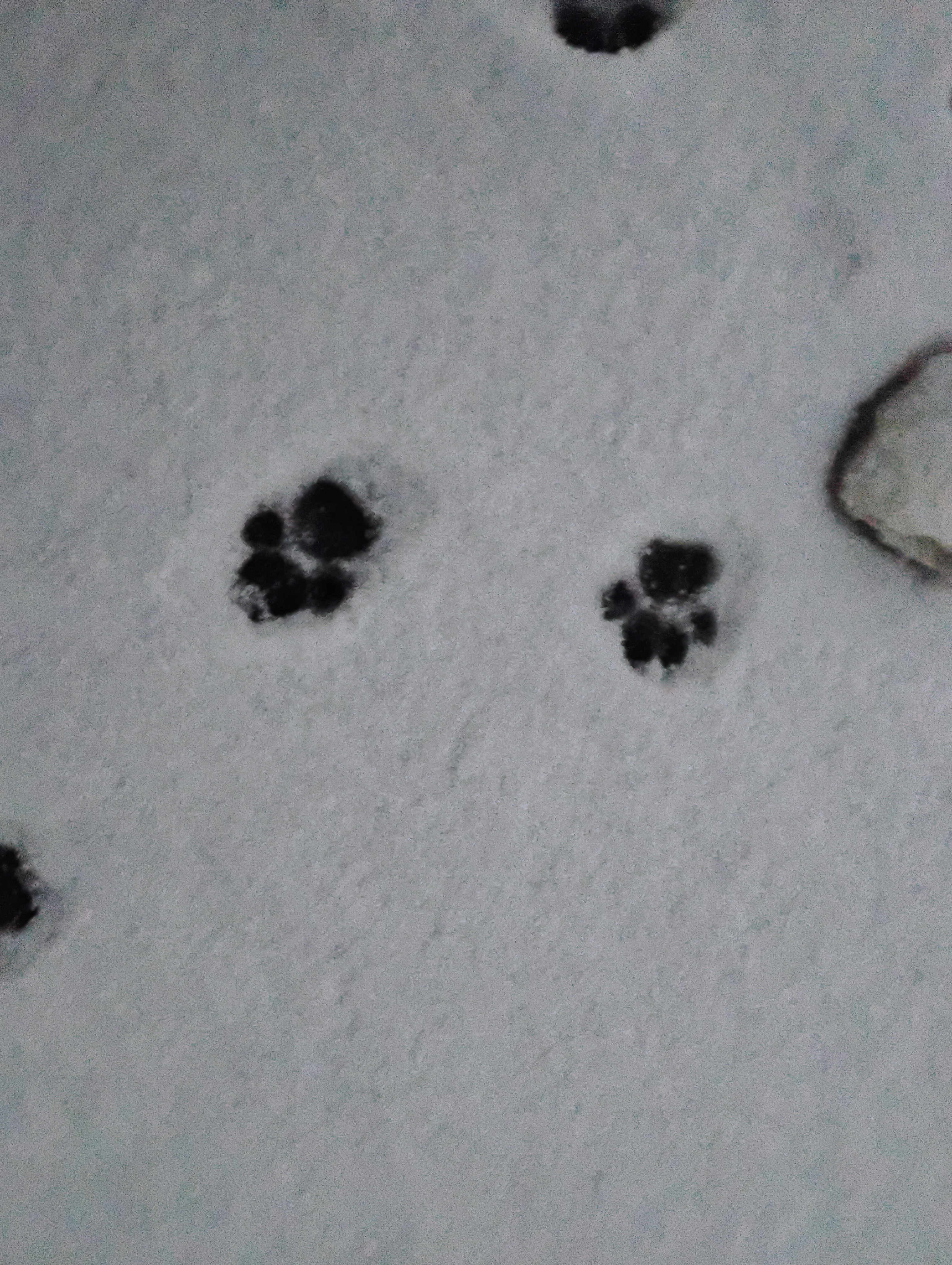 Snow Fall